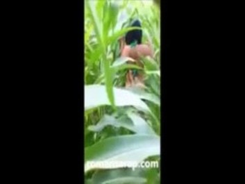 Video Pasangan Ngentot dikebun Jagung
